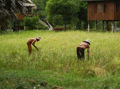 Harvesting rice at the center
